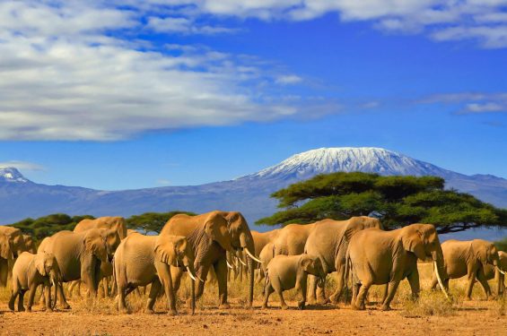 africa-safaris-kenia-tanzania