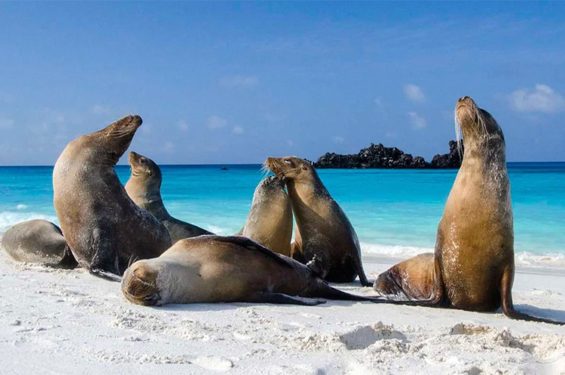 galapagos-Las-Bachas-en-Isla-Santa-Cruz